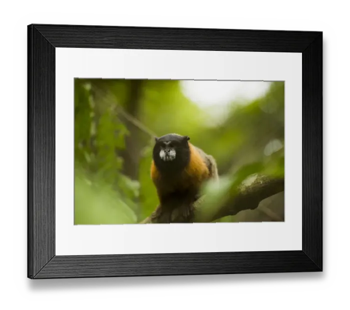 Framed Print : Golden-mantled tamarin (Saguinus tripartitus) captive Framed Print : Golden-mantled tamarin (Saguinus tripartitus) captive