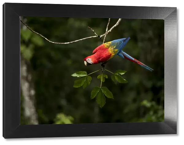Scarlet macaw (Ara macao) in rainforest Tambopata National Reserve, Peru