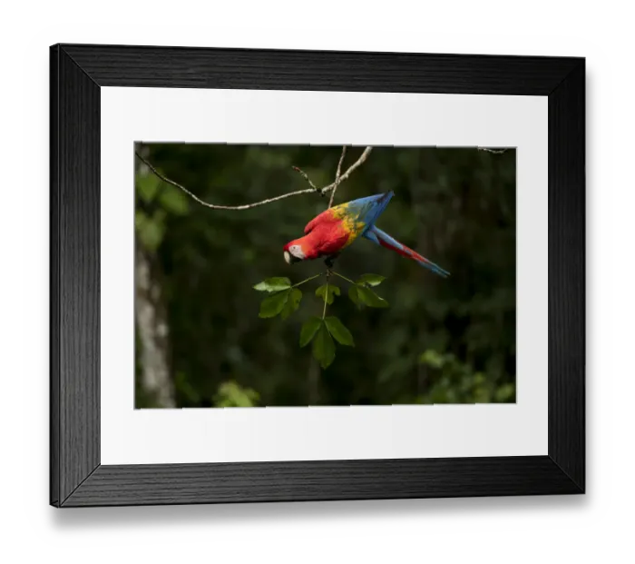 Framed Print : Scarlet macaw (Ara macao) in rainforest Tambopata National Reserve, Peru Framed Print : Scarlet macaw (Ara macao) in rainforest Tambopata National Reserve, Peru
