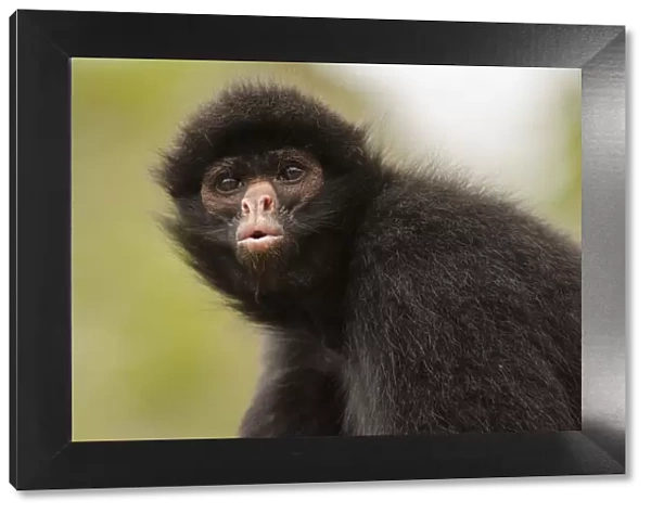 Black spider monkey (Ateles chamek) portrait, captive, Peru