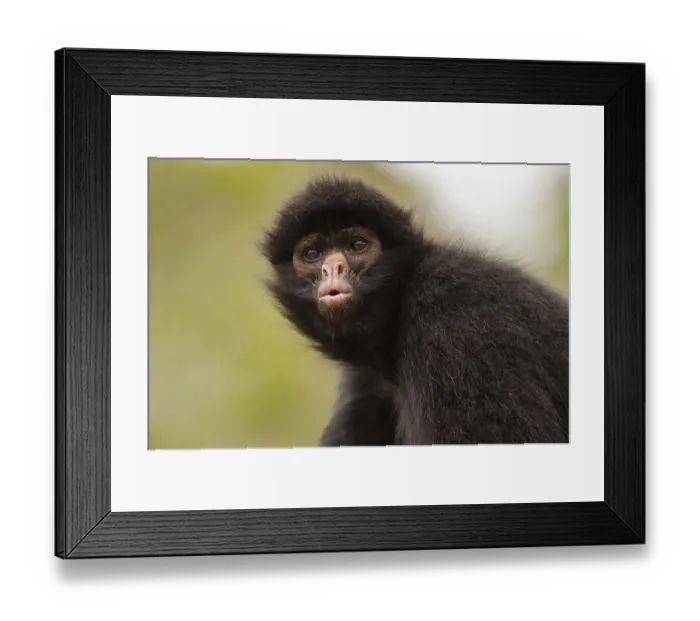 Framed Print : Black spider monkey (Ateles chamek) portrait, captive, Peru Framed Print : Black spider monkey (Ateles chamek) portrait, captive, Peru