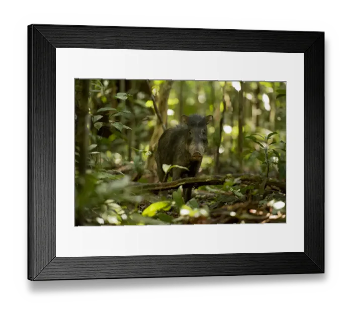 Framed Print : White lipped peccary (Tayassu pecari) on forest floor, Lago Preto Conservation Concession Framed Print : White lipped peccary (Tayassu pecari) on forest floor, Lago Preto Conservation Concession