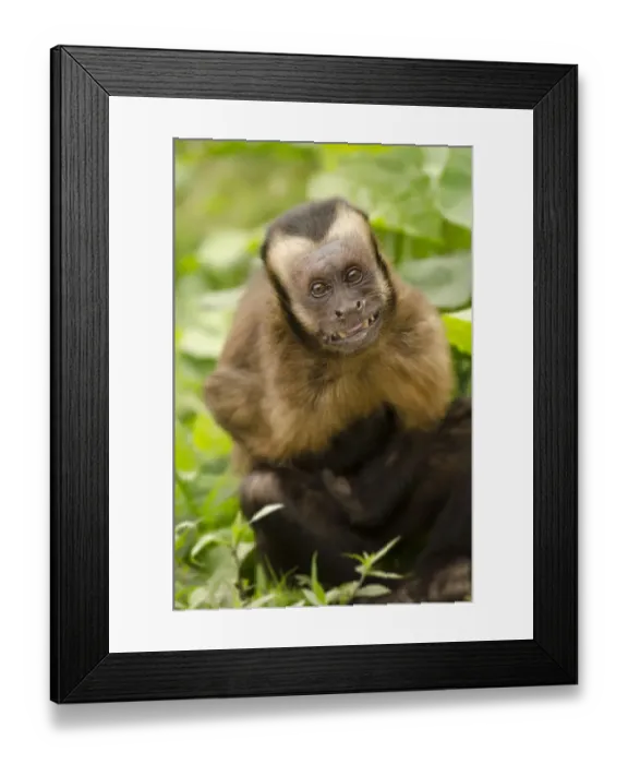 Framed Print : Brown capuchin monkey (Sapajus macrocephalus). displaying submissive behavior. Captive, Peru