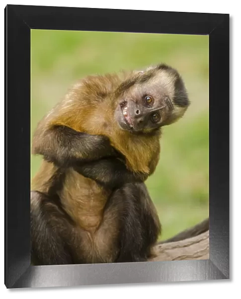 Brown capuchin monkey (Sapajus macrocephalus). displaying submissive behavior. Captive, Peru