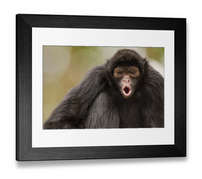 Framed Print : Black spider monkey (Ateles chamek) calling, captive, Peru Framed Print : Black spider monkey (Ateles chamek) calling, captive, Peru