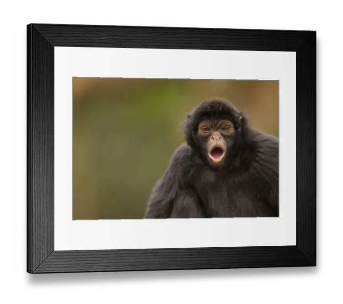 Framed Print : Black spider monkey (Ateles chamek) calling, captive, Peru Framed Print : Black spider monkey (Ateles chamek) calling, captive, Peru