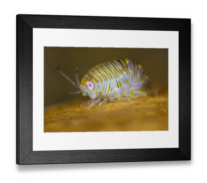 Framed Print : Amphipod (Iphimedia obesa) on top of a colony of Deadmans fingers (Alcyonium digitatum) coral Framed Print : Amphipod (Iphimedia obesa) on top of a colony of Deadmans fingers (Alcyonium digitatum) coral