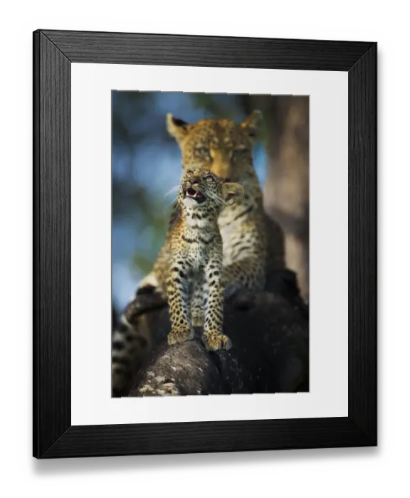 Framed Print : Leopard (Panthera pardus) cub looking up at birds (out of frame) with mother in background Framed Print : Leopard (Panthera pardus) cub looking up at birds (out of frame) with mother in background