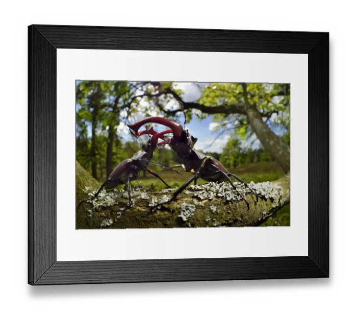 Framed Print : Stag beetle (Lucanus cervus) males fighting on oak tree branch, Elbe, Germany, June