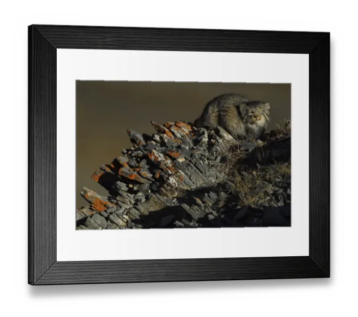 Framed Print : Pallass cat (Otocolobus manul) Tibetan Plateau, Qinghai, China Framed Print : Pallass cat (Otocolobus manul) Tibetan Plateau, Qinghai, China