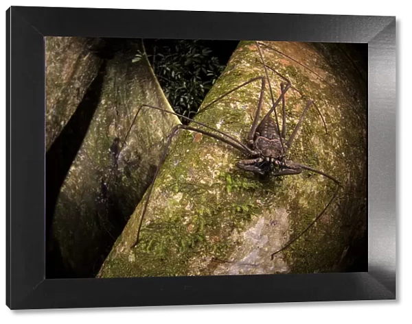 Whip scorpion (Heterophrynus elephas) hunting for food on a large tree root of the rainforest