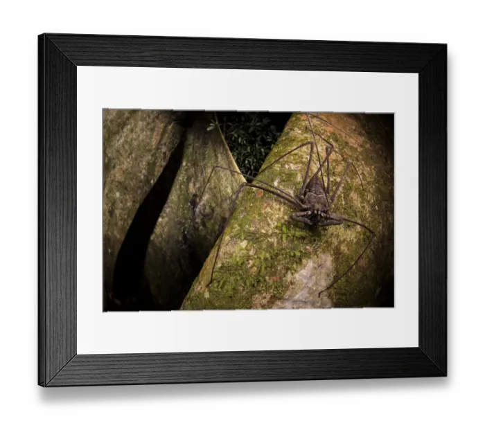 Framed Print : Whip scorpion (Heterophrynus elephas) hunting for food on a large tree root of the rainforest