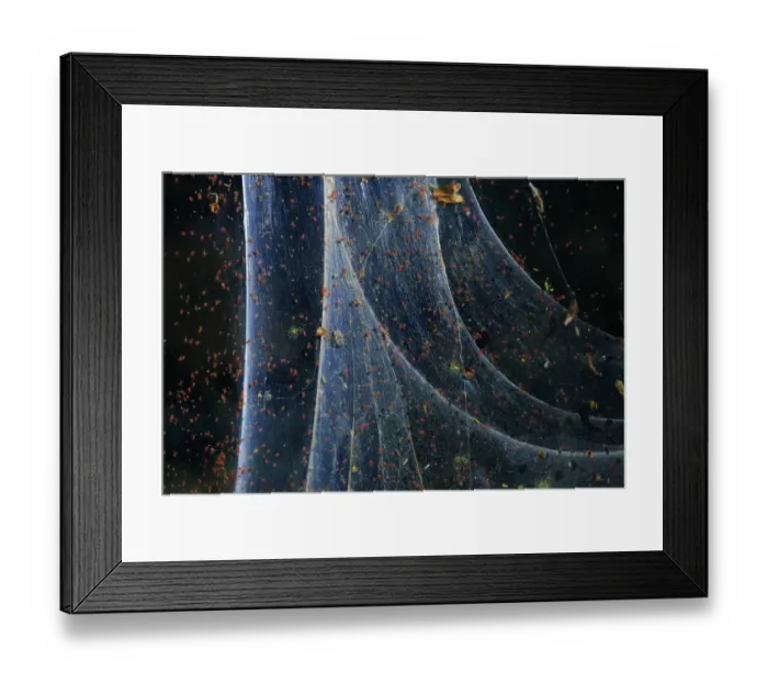 Framed Print : Red spider mite (Tetranychus urticae), Andalusia, Spain, June
