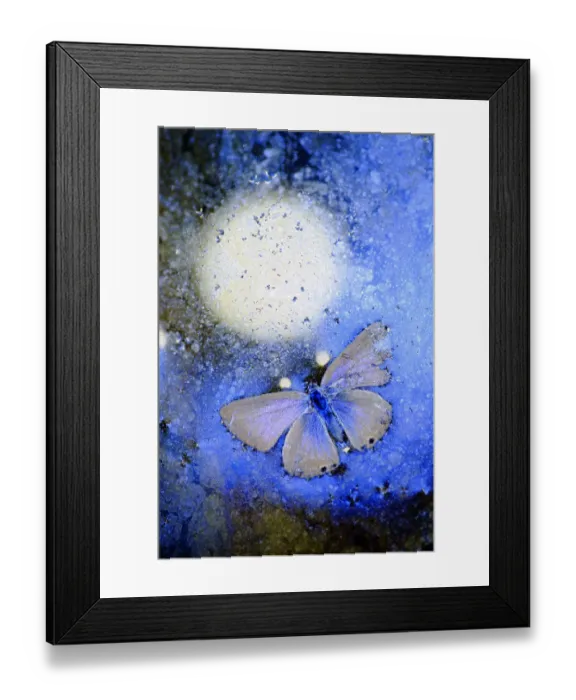 Framed Print : Blue butterfly (Lycaenidae) frozen in ice, Cortes de la Frontera, Los Alcornocales Natural Park Framed Print : Blue butterfly (Lycaenidae) frozen in ice, Cortes de la Frontera, Los Alcornocales Natural Park