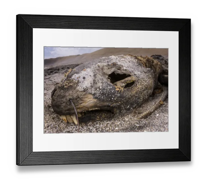 Framed Print : Lava lizard (Microlophus peruvianus) juvenile peering out of eye of dead sea lion Framed Print : Lava lizard (Microlophus peruvianus) juvenile peering out of eye of dead sea lion