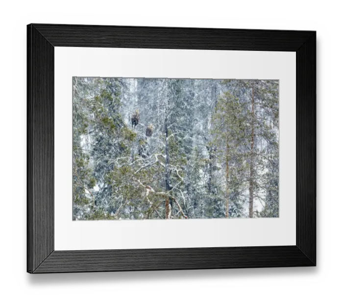 Framed Print : White-tailed eagle (Haliaeetus albicilla) male and female perched on tree in snow Framed Print : White-tailed eagle (Haliaeetus albicilla) male and female perched on tree in snow