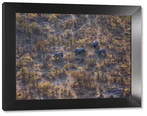 Aerial view of a herd of wild White rhinoceros (Ceratotherium simum) running free on Chiefs Island