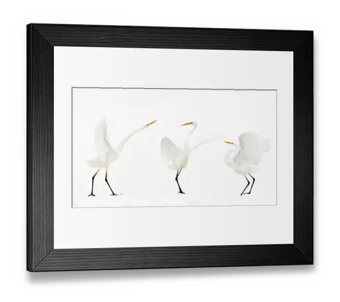 Framed Print : Great white egret (Ardea alba) group of three in winter, Kiskunsag National Park, Hungary
