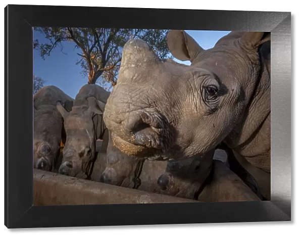 White rhinoceros (Ceratotherium simum) five calves, orphaned from poaching feeding