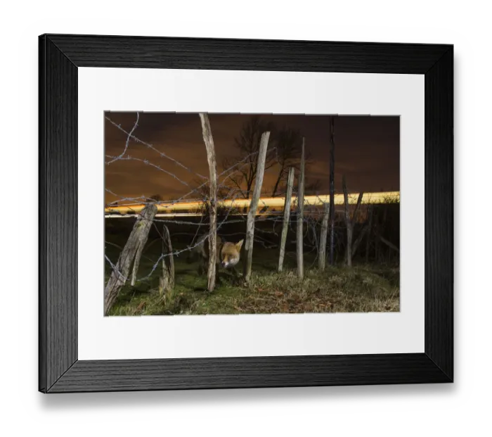 Framed Print : Red fox (Vulpes vulpes) adult with train in background, Kent, UK