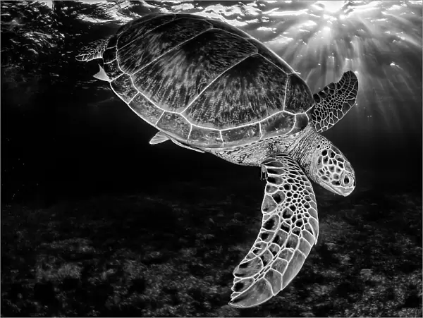 Green turtle (Chelonia mydas) with rays of sunlight, black and white image, Akumal, Caribbean Sea, Mexico, July. Second place in the Visions of our Nature 2018