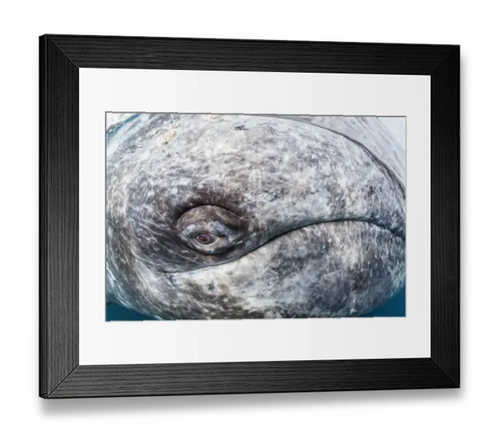 Framed Print : Grey whale (Eschrichtius robustus) eye, Magdalena Bay, Baja California, Mexico, February