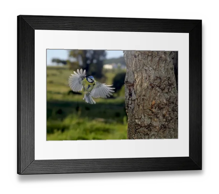 Framed Print : Blue tit (Cyanistes caeruleus) flying to nest hole in tree trunk with food in beak