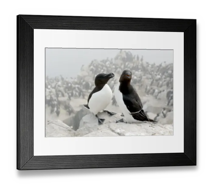 Framed Print : Razorbill (Alca torda), pair on cliff, Farne Islands, Northumberland, England, UK, June Framed Print : Razorbill (Alca torda), pair on cliff, Farne Islands, Northumberland, England, UK, June