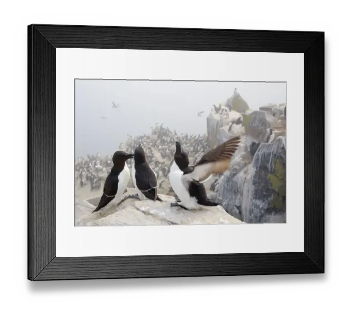 Framed Print : Razorbills (Alca torda) group of three on cliff face, Farne Islands, Northumberland Framed Print : Razorbills (Alca torda) group of three on cliff face, Farne Islands, Northumberland