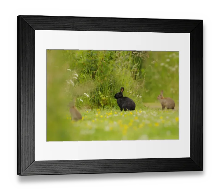Framed Print : Melanistic rabbit (Oryctolagus cuniculus) with normal European rabbits in grassland Framed Print : Melanistic rabbit (Oryctolagus cuniculus) with normal European rabbits in grassland