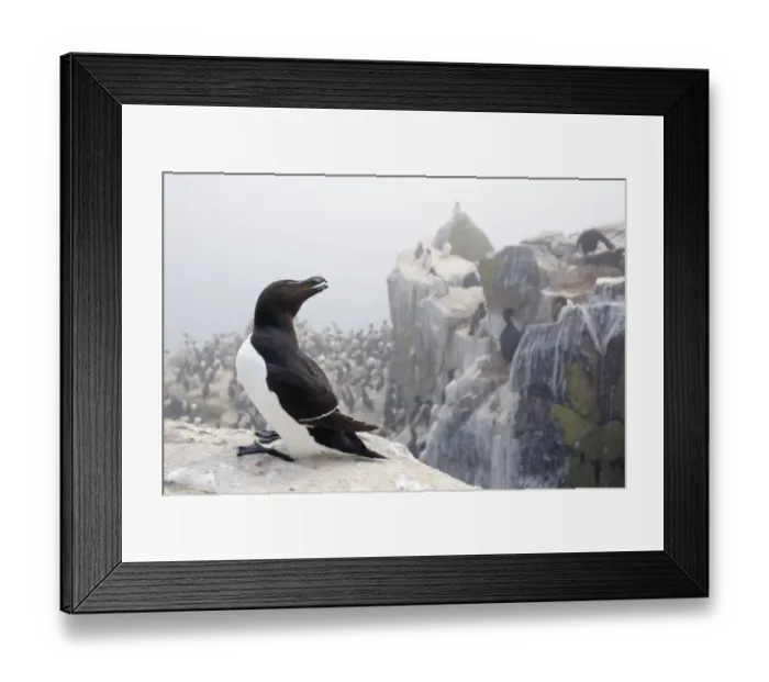 Framed Print : Razorbill (Alca Torda) on cliff, Farne Islands, Northumberland, England, UK, June Framed Print : Razorbill (Alca Torda) on cliff, Farne Islands, Northumberland, England, UK, June