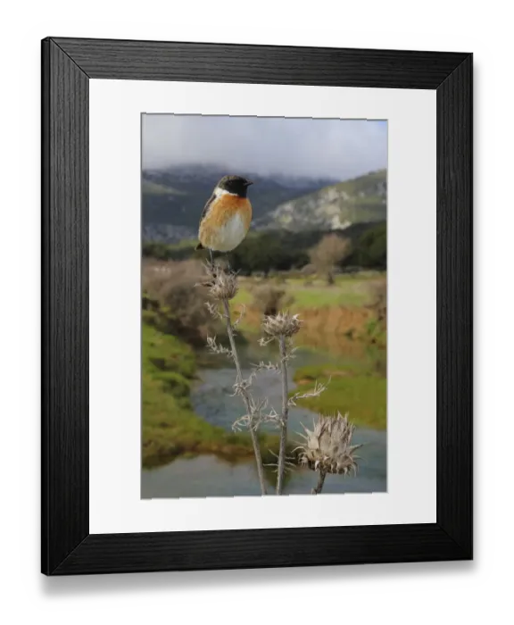 Framed Print : European stonechat (Saxicola rubicola) male perched with mountainous habitat behind Framed Print : European stonechat (Saxicola rubicola) male perched with mountainous habitat behind