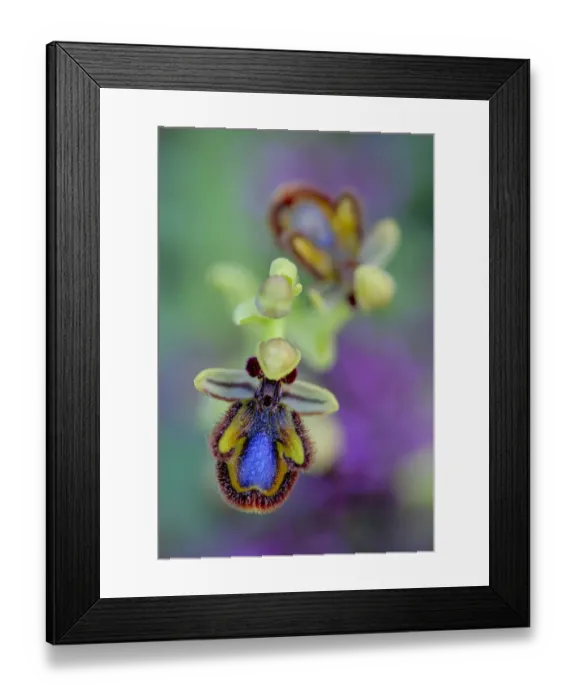 Framed Print : Mirror orchid (Ophrys speculum) in the Sierra de Grazalema Natural Park, El Bosque Framed Print : Mirror orchid (Ophrys speculum) in the Sierra de Grazalema Natural Park, El Bosque