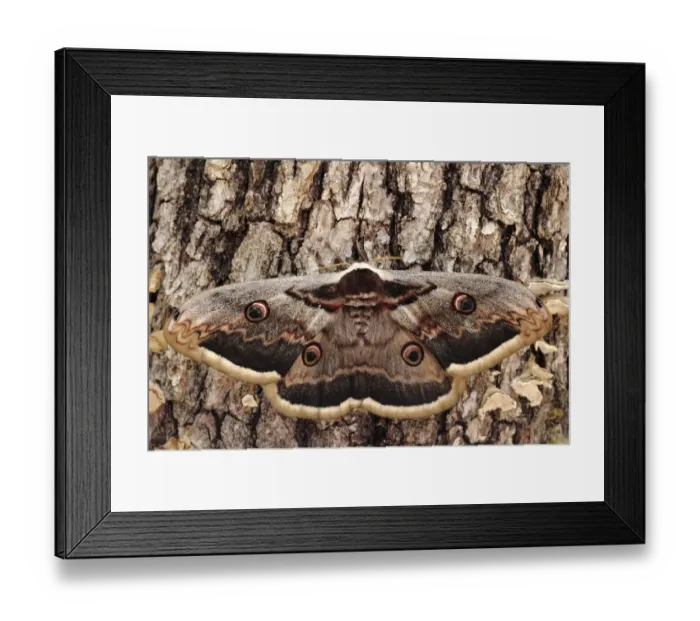 Framed Print : Giant peacock moth (Saturnia pyri) Sierra de Grazalema Natural Park, Ubrique, southern Spain Framed Print : Giant peacock moth (Saturnia pyri) Sierra de Grazalema Natural Park, Ubrique, southern Spain