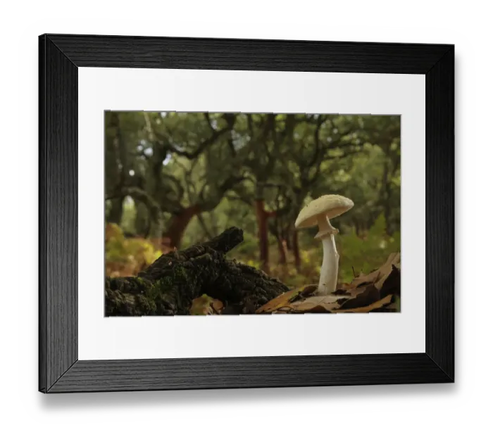 Framed Print : False death cap mushroom (Amanita citrina) Los Alcornocales Natural Park Framed Print : False death cap mushroom (Amanita citrina) Los Alcornocales Natural Park