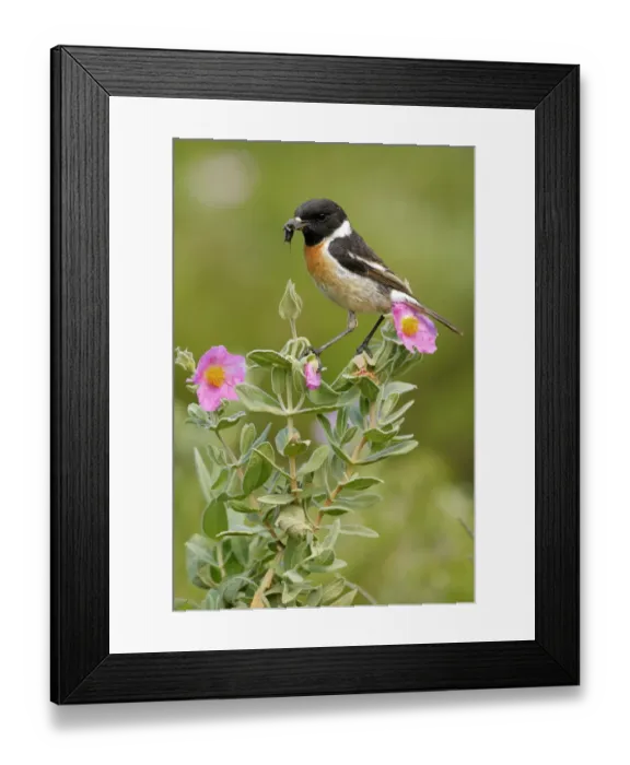 Framed Print : Common stonechat (Saxicola torquata) with prey on flowers, Sierra de Grazalema Natural Park Framed Print : Common stonechat (Saxicola torquata) with prey on flowers, Sierra de Grazalema Natural Park