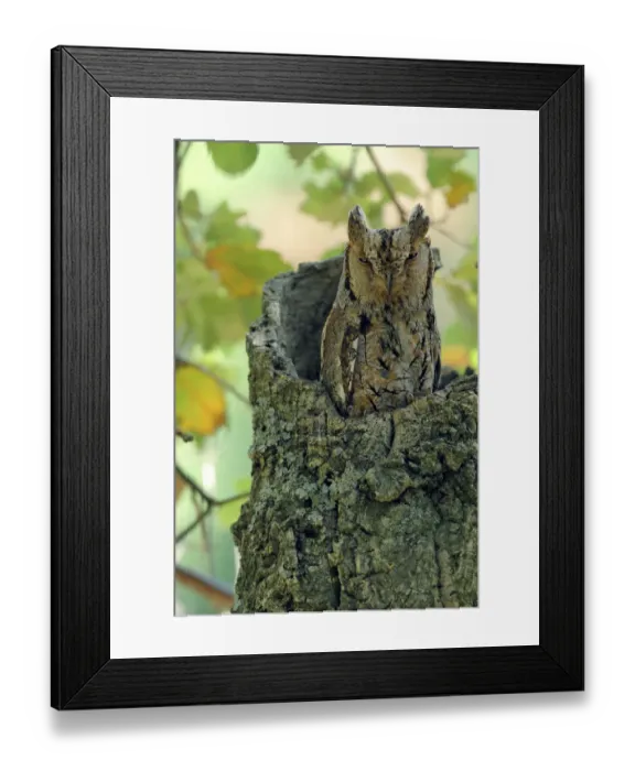 Framed Print : Scops owl (Otus scops) in tree stump, Sierra de Grazalema Natural Park, southern Spain, June Framed Print : Scops owl (Otus scops) in tree stump, Sierra de Grazalema Natural Park, southern Spain, June