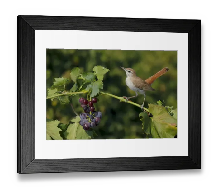 Framed Print : Rufous-tailed scrub robin (Cercotrichas galactotes) perched on grape vine, Sevilla, Spain, August Framed Print : Rufous-tailed scrub robin (Cercotrichas galactotes) perched on grape vine, Sevilla, Spain, August