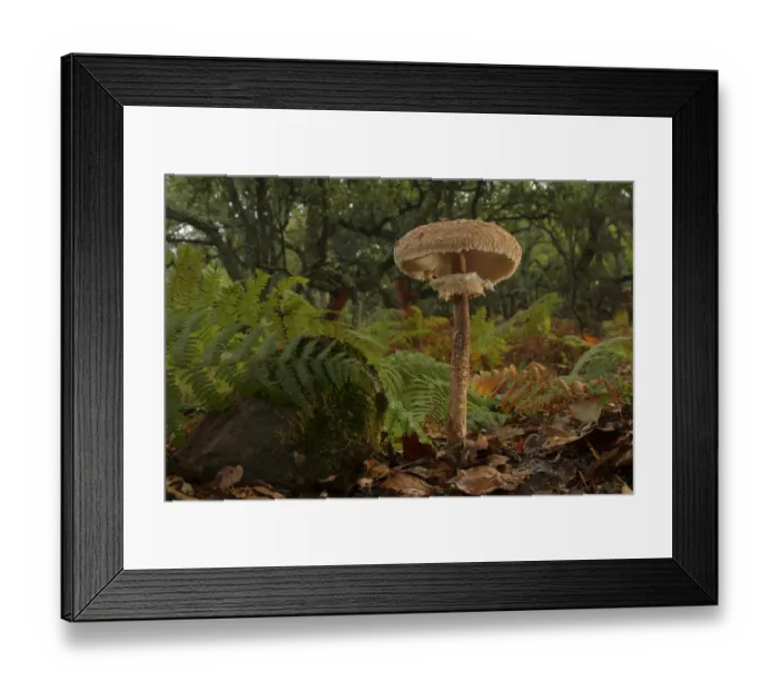 Framed Print : Parasol mushroom (Macrolepiota procera) Los Alcornocales Natural park, Cortes de la Frontera Framed Print : Parasol mushroom (Macrolepiota procera) Los Alcornocales Natural park, Cortes de la Frontera