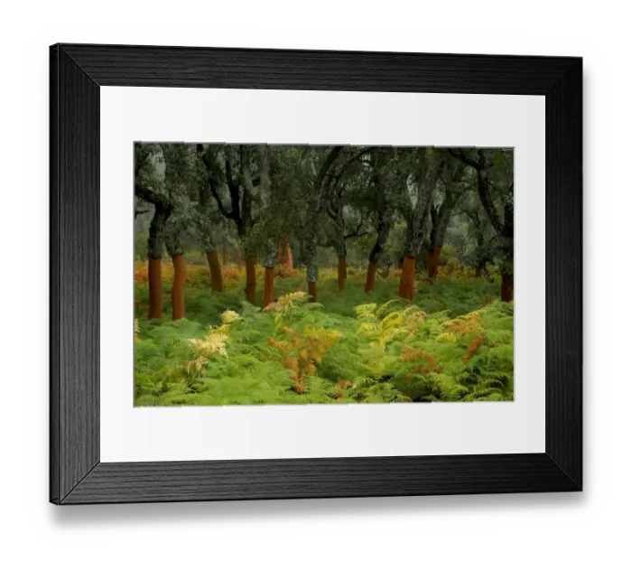 Framed Print : Cork tree forest (Quercus suber) Los Alcornocales Natural Park, Cortes de la Frontera Framed Print : Cork tree forest (Quercus suber) Los Alcornocales Natural Park, Cortes de la Frontera