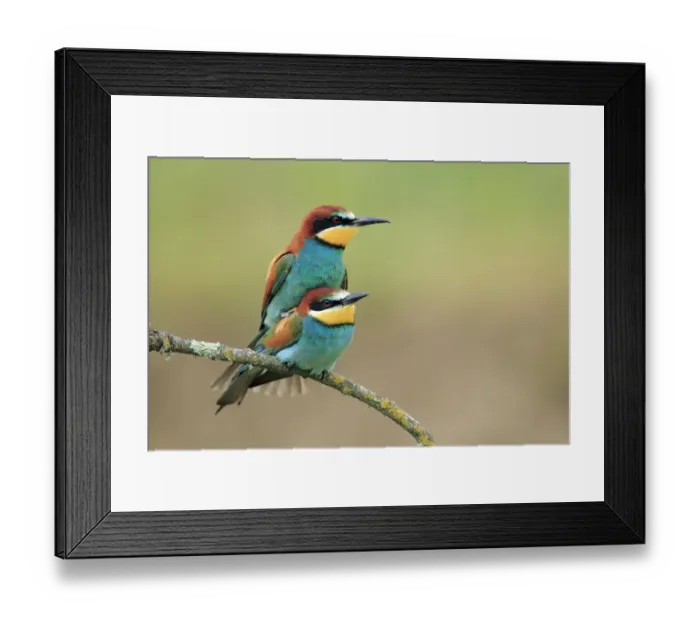 Framed Print : European bee eaters (Merops apiaster) mating, Sierra de Grazalema Natural Park, El Bosque Framed Print : European bee eaters (Merops apiaster) mating, Sierra de Grazalema Natural Park, El Bosque