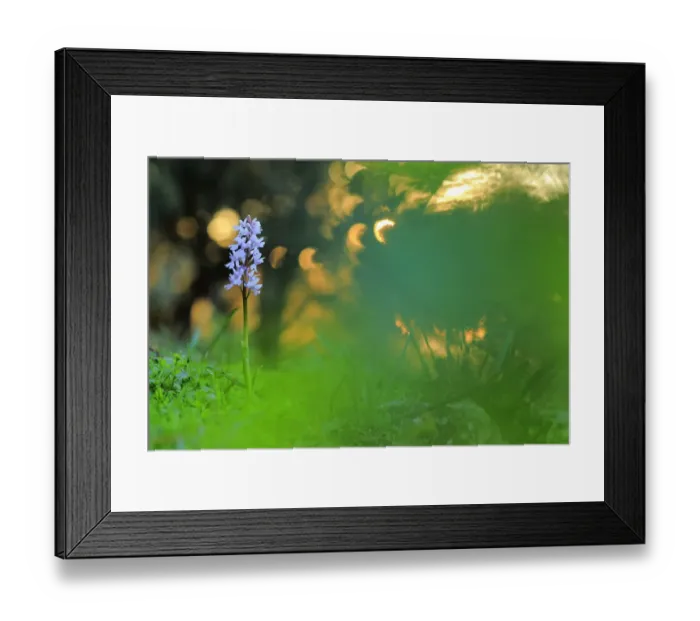 Framed Print : Orchid (Orchis olbiensis), Sierra de Grazalema Natural Park, Benaocaz, southern Spain, May Framed Print : Orchid (Orchis olbiensis), Sierra de Grazalema Natural Park, Benaocaz, southern Spain, May