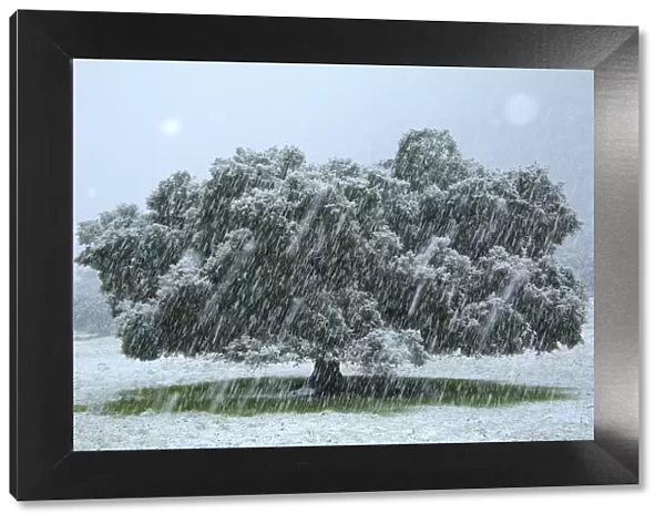Holm oak tree (Quercus ilex) in snowfall, Sierra de Grazalema Natural Park, southern Spain, January