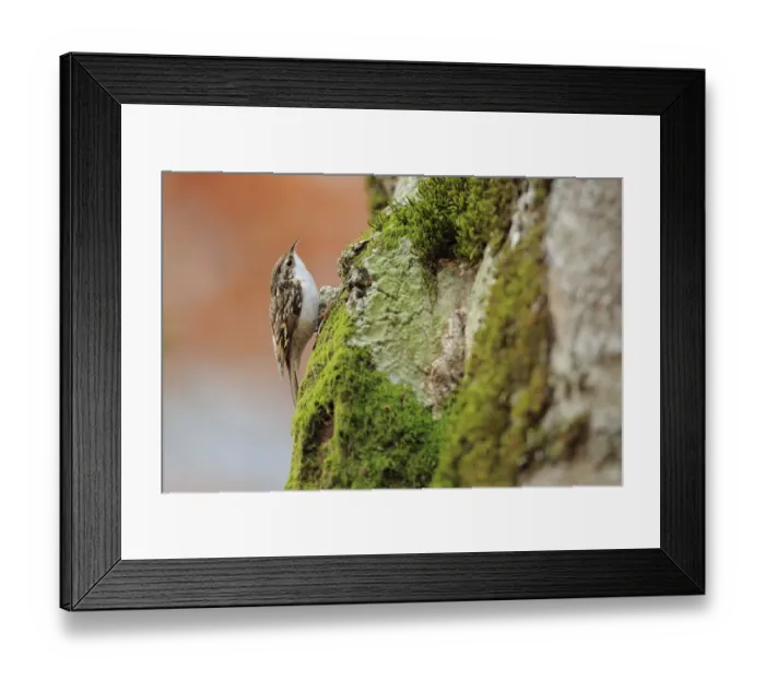 Framed Print : Common treecreeper (Certhia familiaris) on tree trunk, Ordesa y Monte Perdido Natural Framed Print : Common treecreeper (Certhia familiaris) on tree trunk, Ordesa y Monte Perdido Natural