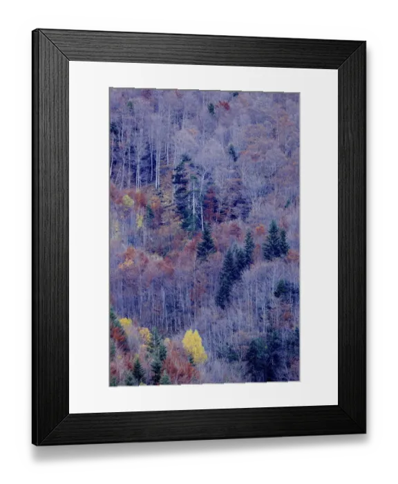 Framed Print : Bare trees and conifers in woodland, Ordesa y Monte Perdido National Park, Huesca, Spain, October Framed Print : Bare trees and conifers in woodland, Ordesa y Monte Perdido National Park, Huesca, Spain, October