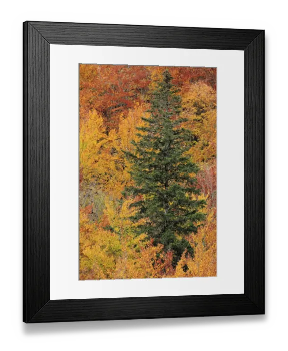 Framed Print : Conifer amongst deciduous autumnal forest, Ordesa y Monte Perdido National Park, Huesca Framed Print : Conifer amongst deciduous autumnal forest, Ordesa y Monte Perdido National Park, Huesca