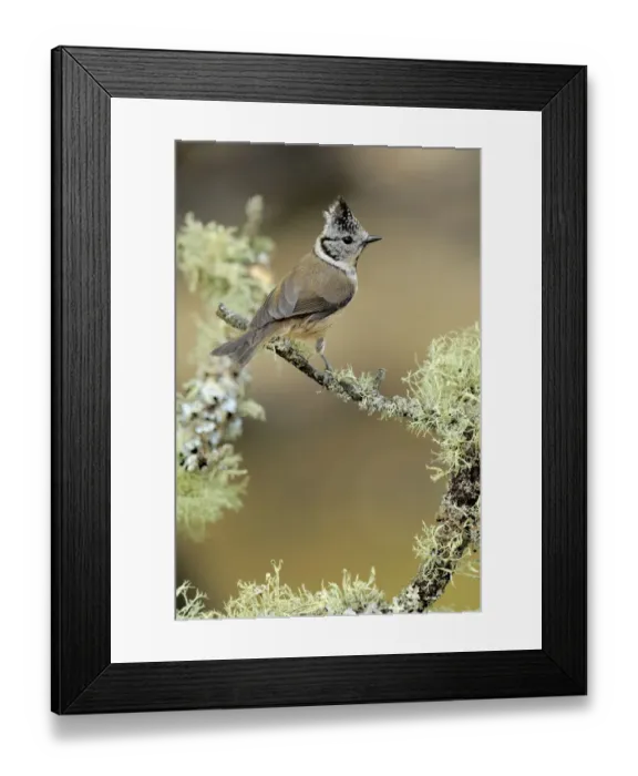 Framed Print : Crested tit (Lophophanes cristatus) perched on lichen covered twig, Sierra de Grazalema Framed Print : Crested tit (Lophophanes cristatus) perched on lichen covered twig, Sierra de Grazalema