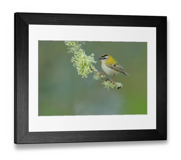 Framed Print : Firecrest (Regulus ignicapilla) perched on lichen covered branch, Sierra de Grazalema Natural Park Framed Print : Firecrest (Regulus ignicapilla) perched on lichen covered branch, Sierra de Grazalema Natural Park