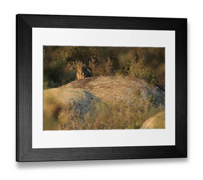 Framed Print : Iberian lynx (Lynx pardinus) Sierra de Andujar Natural Park, Jaen, Spain, January Framed Print : Iberian lynx (Lynx pardinus) Sierra de Andujar Natural Park, Jaen, Spain, January