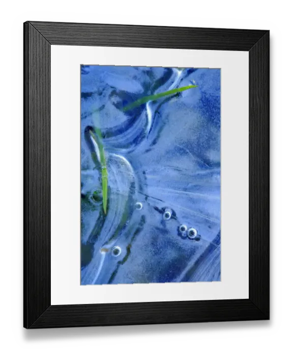 Framed Print : Ice and grass in frozen pond, Sierra de Grazalema Natural Park, southern Spain, January Framed Print : Ice and grass in frozen pond, Sierra de Grazalema Natural Park, southern Spain, January